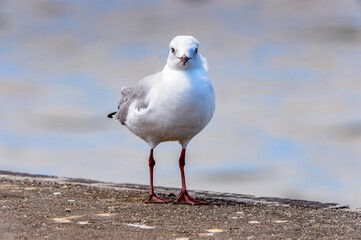 Fototapeta premium It's Albatross of the Walvis Bay, Atlantic Ocean, Namibia