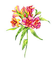 Botanical watercolor illustration of Alstroemeria flower with lush blossoming petals isolated on a white background.