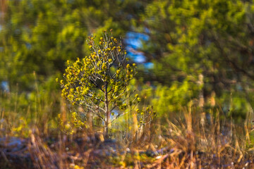Colorful autumn day  in the Cenas moor