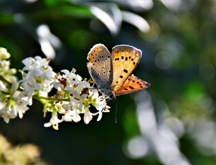 butterfly on a flower