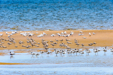 It's Albatross of the Walvis Bay, Namibia