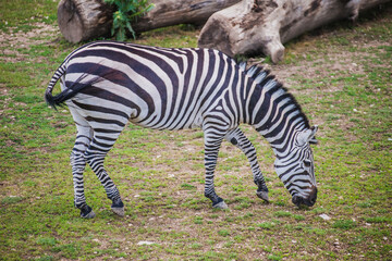 The zebra grazes on the grass