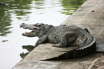 The big crocodile in the farm