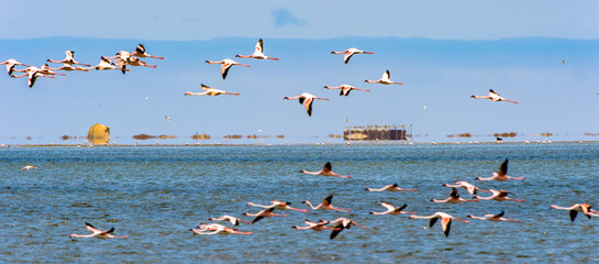 It's Flamingo in the ocean