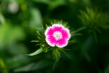 pink flower on green background