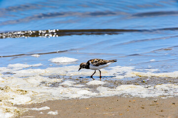 It's Little bird, Walvis Bay, Namibia
