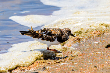 It's Little bird, Walvis Bay, Namibia