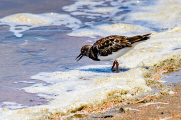 It's Little bird, Walvis Bay, Namibia