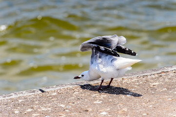 It's Albatross of the Walvis Bay, Namibia