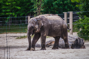 Fototapeta premium Asian elephant is walking in the cage