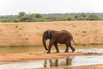 It's Elephant walks near a river