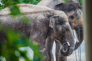 Asian elephant family in the cage