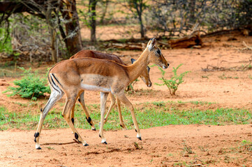 It's Couple of antelopes walk over savanna