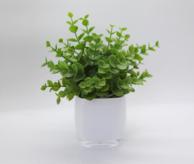 A small white glass cachepot with delicate foliage
