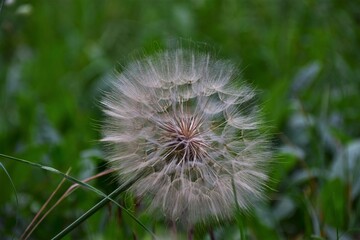 dandelion seed head