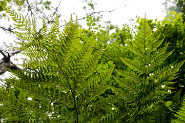 Magnifiques fougères vertes vue du dessous avec gros plan sur les libérateurs de spores, dans un parc naturel et forêt humide du nord de l'Irlande.