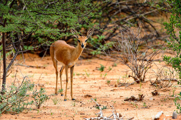 It's Couple of antelopes walk over savanna