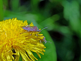 Insekt makro © Edward