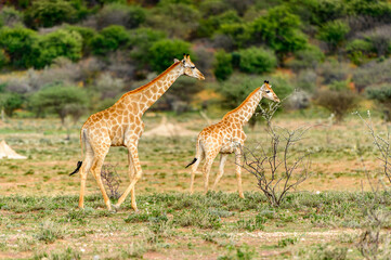It's Giraffe in the Erindi Private Game Reserve, Namibia
