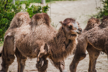 Camel animal walking on the sand