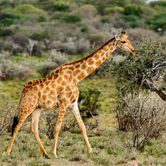 It's Two Giraffes in the Erindi Private Game Reserve, Namibia