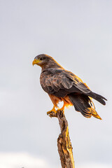 It's Little bird at the Erindi Private Game Reserve, Namibia