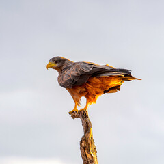 It's Little bird at the Erindi Private Game Reserve, Namibia