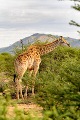 It's Giraffe in the Erindi Private Game Reserve, Namibia