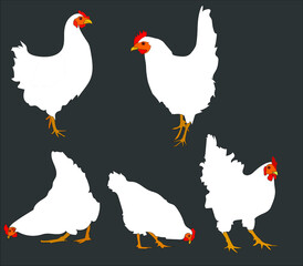 white hens walking, kuras, red scallops