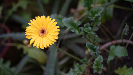 Blooming yellow beautiful flower close up, light background