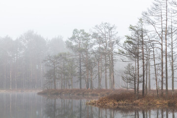 Foggy autumn morning cenas moor with reflections in a swamp lake
