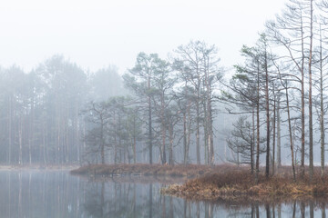 Foggy autumn morning cenas moor with reflections in a swamp lake