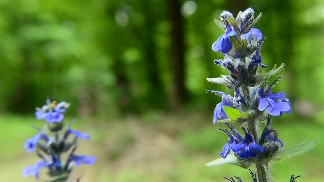 Blue bugle flowers swaying in the wind, sounds of birds and insects