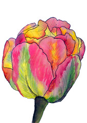 Watercolor magic flower tulip isolated on the white background.Flower of love.Pink,rose,violet,purple,red petals