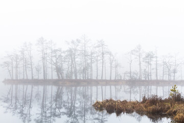 Foggy autumn morning cenas moor with reflections in a swamp lake