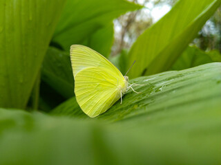 green butterfly on green leaf