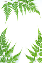 Fototapeta na wymiar Creative green nature layout made of tropical fern leaf, foliage on white background. Flat lay, top view summer concept.