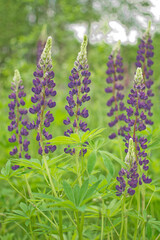 lupine blooming