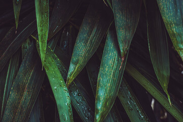 Close up wet Bambusa becheeyana bamboo leaves. Texture details of tropical green foliage with water drop. Macro abstract beautiful dark tone natural background.