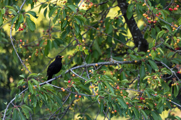 Ein schwarzer Vogel sitzt auf einem Kirschbaum und zwitschert.