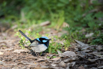 A Superb Fairywren poses in Adelaide, South Australia's Morialta Conservation Park.