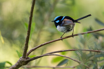 A Superb Fairywren poses in Adelaide, South Australia's Morialta Conservation Park.