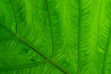 Close up elephant ear plant or Colocasia esculenta leaf in backlight. Texture details of tropical green foliage in rainforest garden. Macro abstract beautiful natural background.