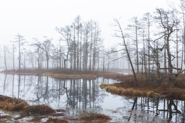 Foggy autumn morning cenas moor with reflections in a swamp lake