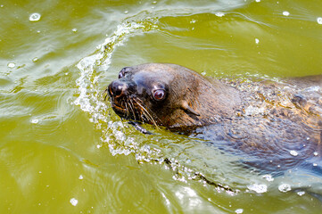 Obraz premium Fauna of Namibia
