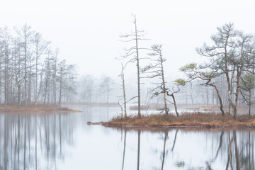 Foggy autumn morning cenas moor with reflections in a swamp lake