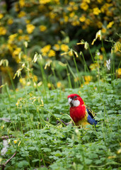 An Eastern Rosella forages for a meal among some Oxalis pes-caprae at Morialta Conservation Park in Adelaide, South Australia.