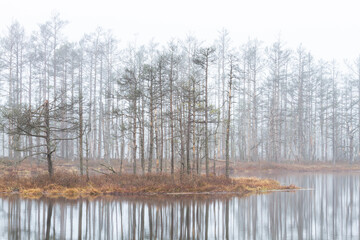 Foggy autumn morning cenas moor with reflections in a swamp lake