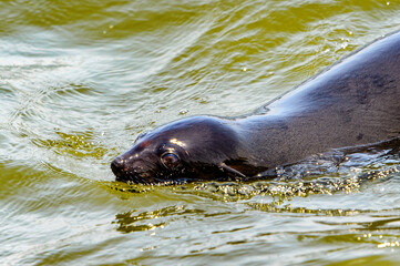Obraz premium Fauna of Namibia