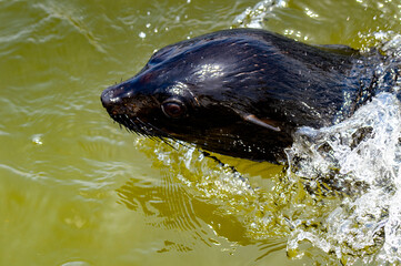 Obraz premium Fauna of Namibia